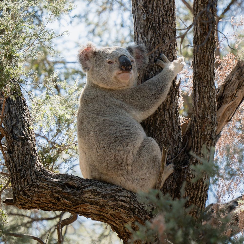 Koala in a tree. Photo: Grassland Films.

Bush Heritage Australia are purchasing the 1,207-hectare Avocet Nature Refuge! We're raising $1.4 million to help us manage this reserve and others just like it around the country. Donate NOW and your gift will be doubled! 
Avocet Nature Refuge is one of only two sites where Bridled Nailtail Wallabies still live wild in Queensland. Once thought extinct, the species was rediscovered in central Queensland decades after vanishing from sight. Today, only some 1,500 of these beautiful wallabies remain in the wild. Buying Avocet Nature Refuge also gives us a real chance to learn more and strengthen Koala populations in the region.
