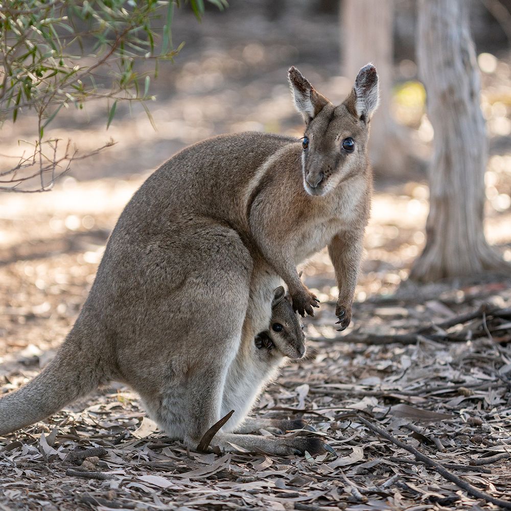 Bridled Nailtail Wallaby. Photo: Grassland Films.

Bush Heritage Australia are purchasing the 1,207-hectare Avocet Nature Refuge! We're raising $1.4 million to help us manage this reserve and others just like it around the country. Donate NOW and your gift will be doubled! 
Avocet Nature Refuge is one of only two sites where Bridled Nailtail Wallabies still live wild in Queensland. Once thought extinct, the species was rediscovered in central Queensland decades after vanishing from sight. Today, only some 1,500 of these beautiful wallabies remain in the wild. Buying Avocet Nature Refuge also gives us a real chance to learn more and strengthen Koala populations in the region.
