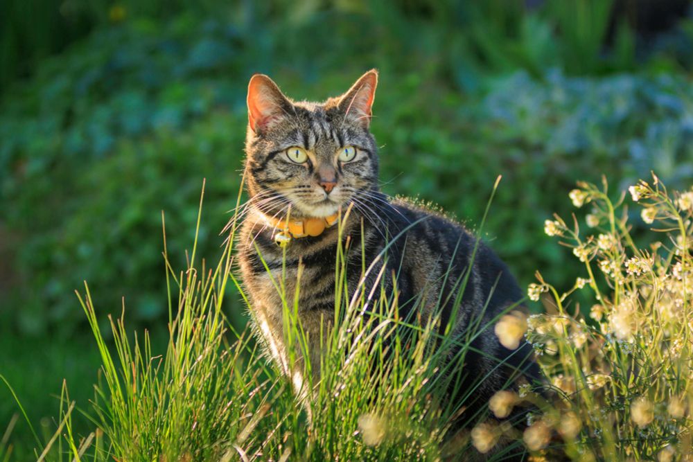 WA organisation calls for permanent laws to stop cats from roaming streets