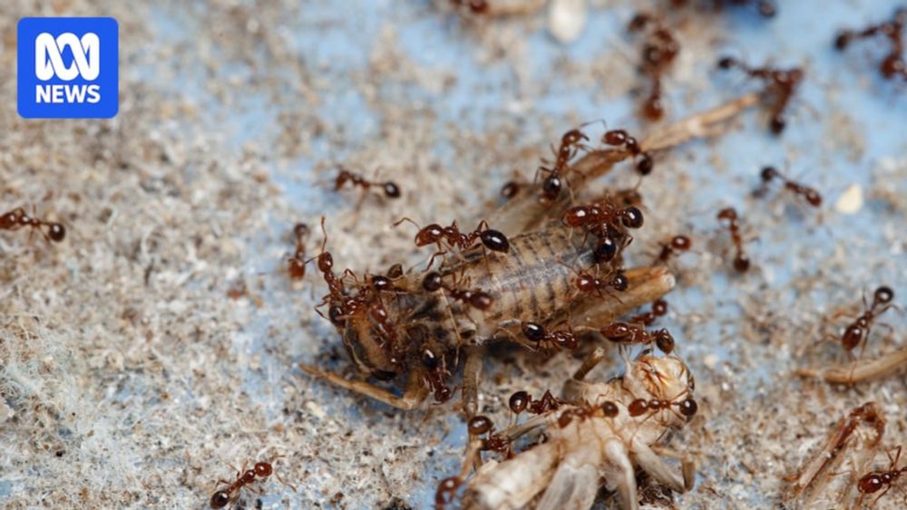 'Everybody loses': Researchers expect fire ants to kill six, cost $188m if allowed to spread in Queensland