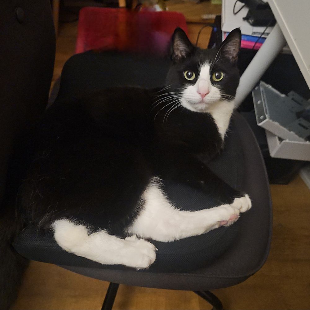 Photo of a very cute tuxedo cat sitting on an office chair and looking bright-eyed at the camera; he only has one front leg.
