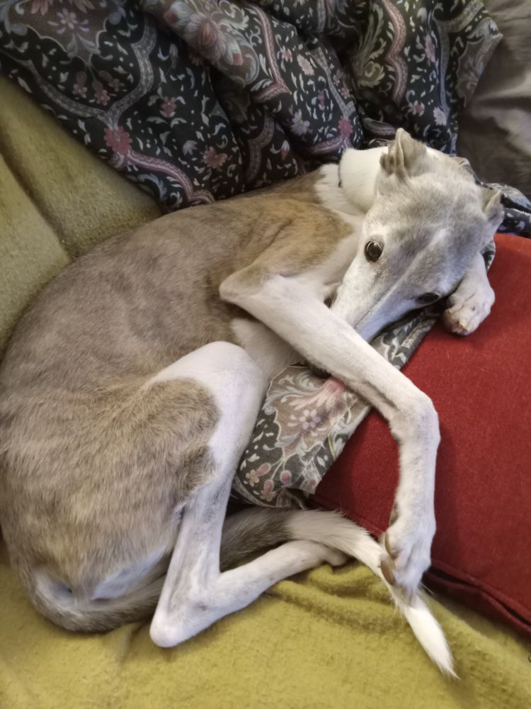 An elderly brindle whippet curled up in a ball on a green blanket, a paisley blanket, and a red pillow