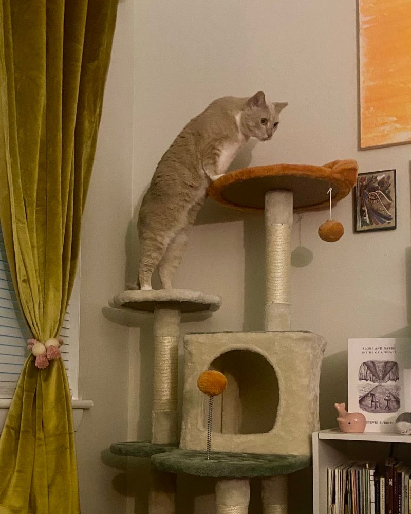 Rebe stretching out to place her forepaws onto the highest platform of the cat tree. she didn't stand or sit on it, but this still counts