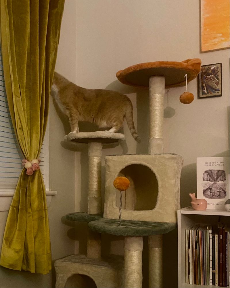Rebe sticking her head into the window curtain while standing on the second-highest platform of the cat tree