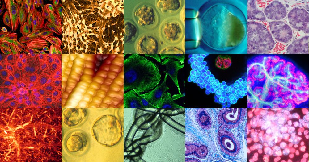 Cell images arranged in a rainbow