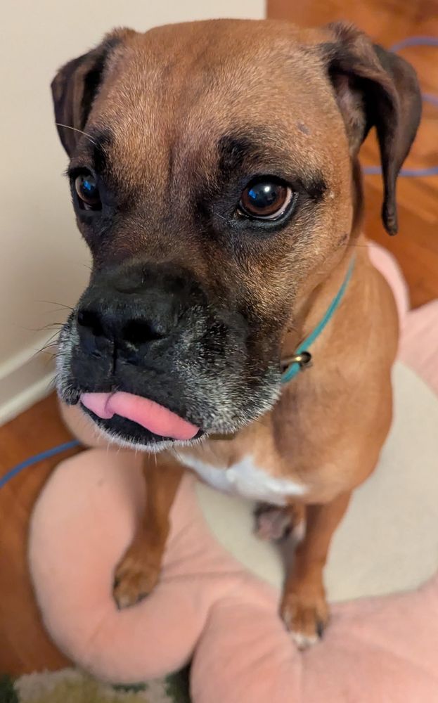A brown dog sits on a pink flower cushion. Its tongue is slightly blepping.