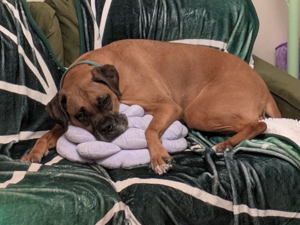 A brown dog on a couch, laying on a lavender pillow 