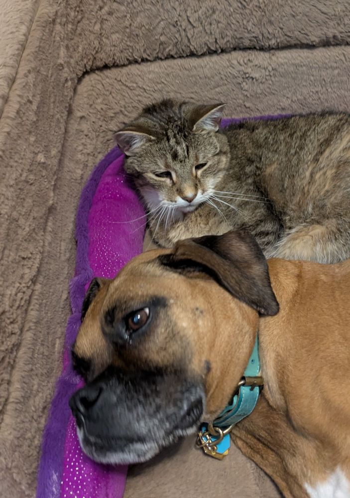 A brown dog and brown tabby cat lay together on a couch. A purple toy is under their heads