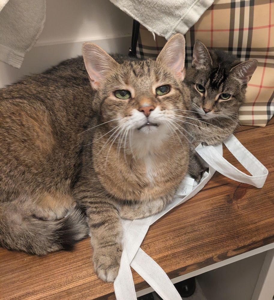 Two brown tabby cats sit on a wood bench facing the camera 