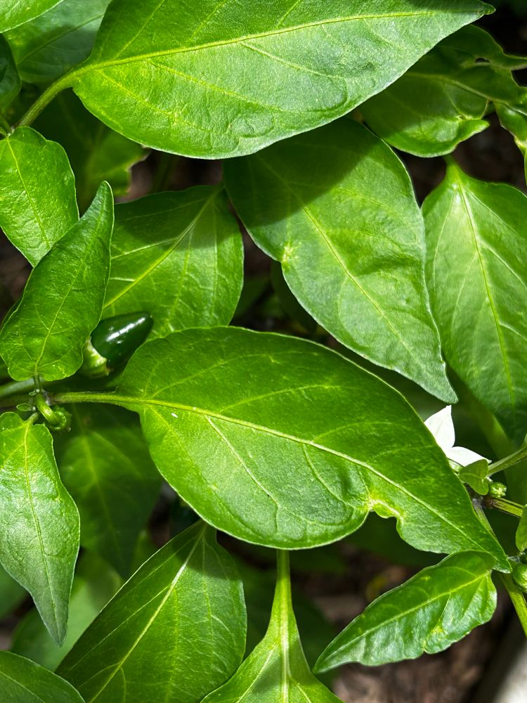 A jalapeño plant with a tiny jalapeño growing on it