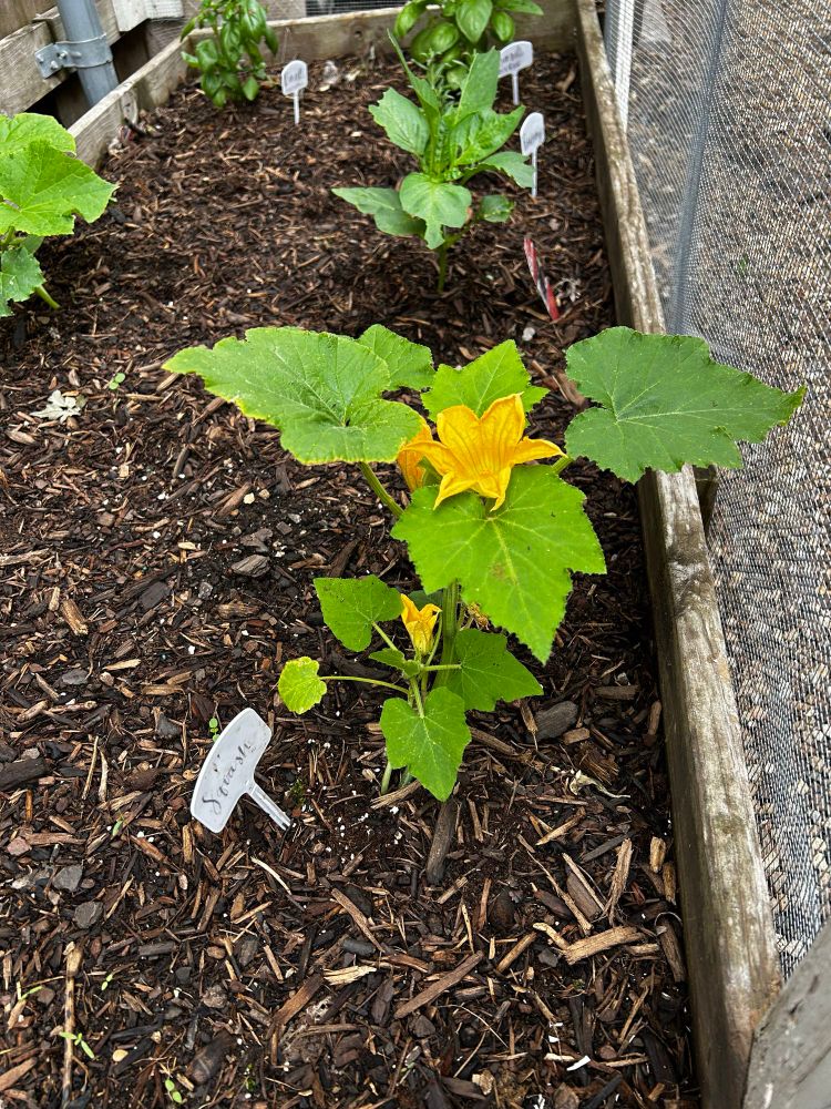 Yellow blooms on a squash plant in a raised bed garden