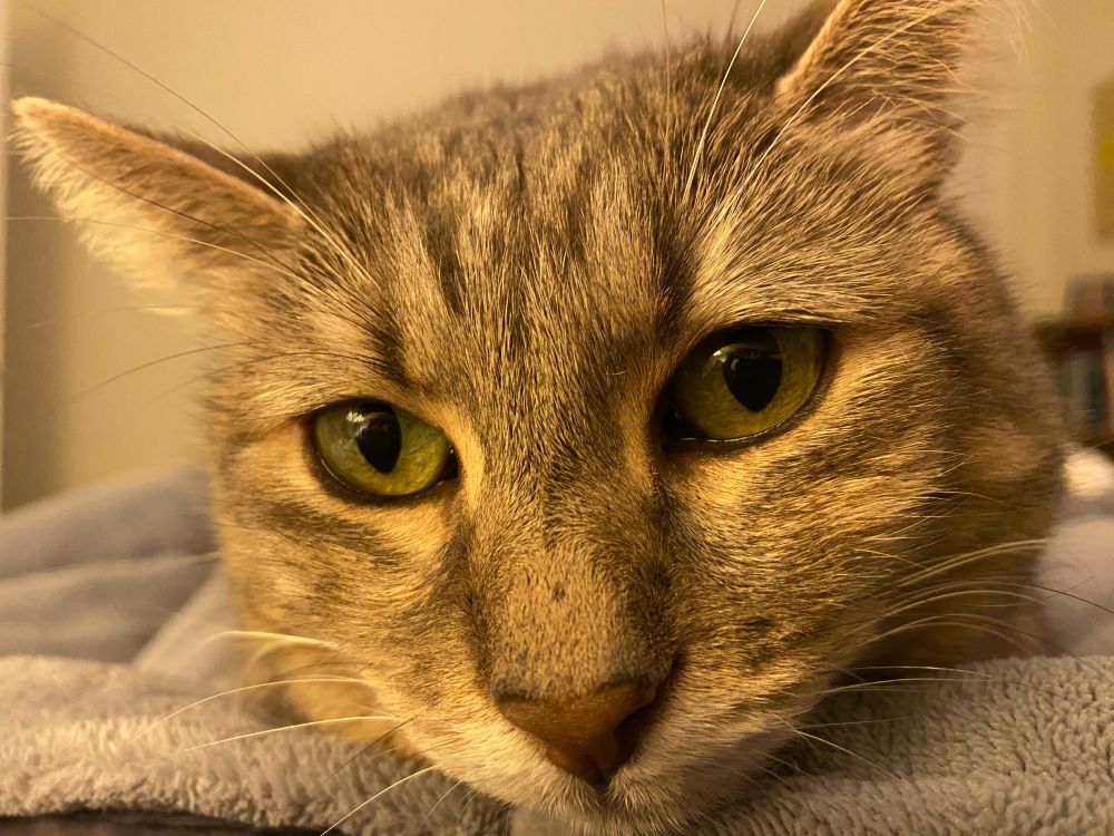 big cat face