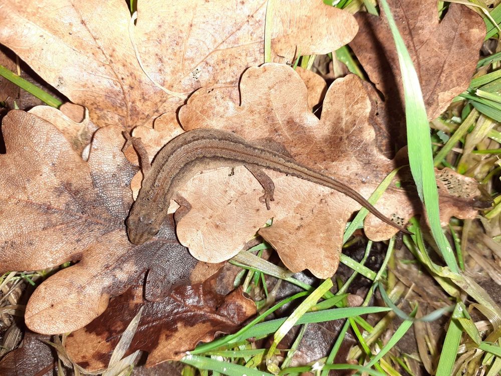Smooth Newt