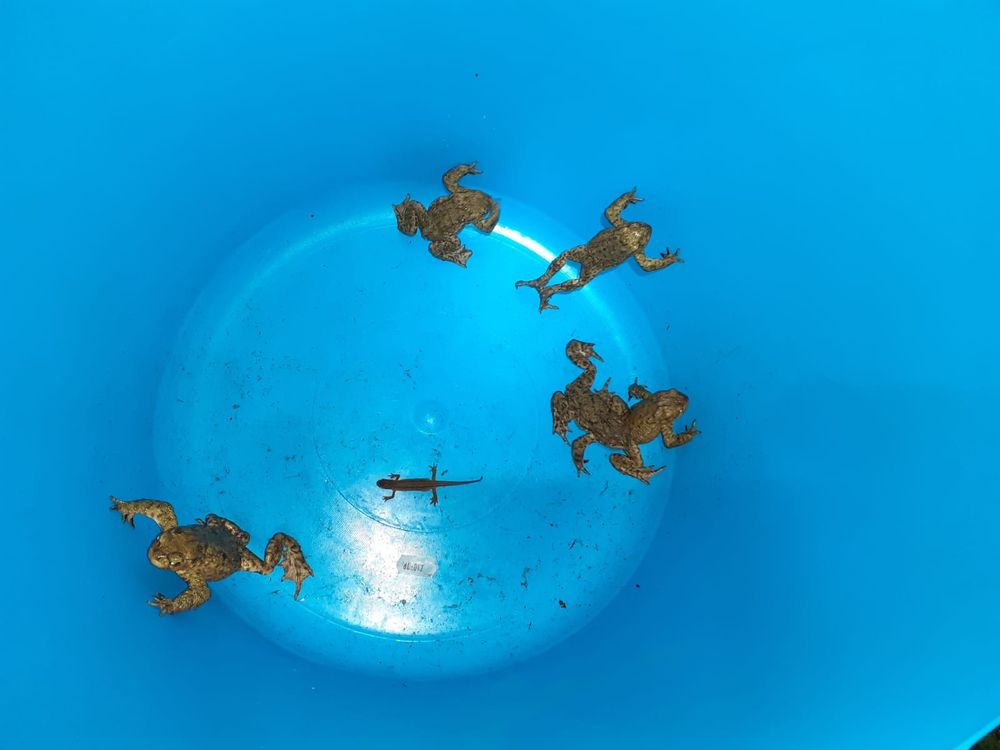 Bucket with five male Common Toads and one Smooth Newt