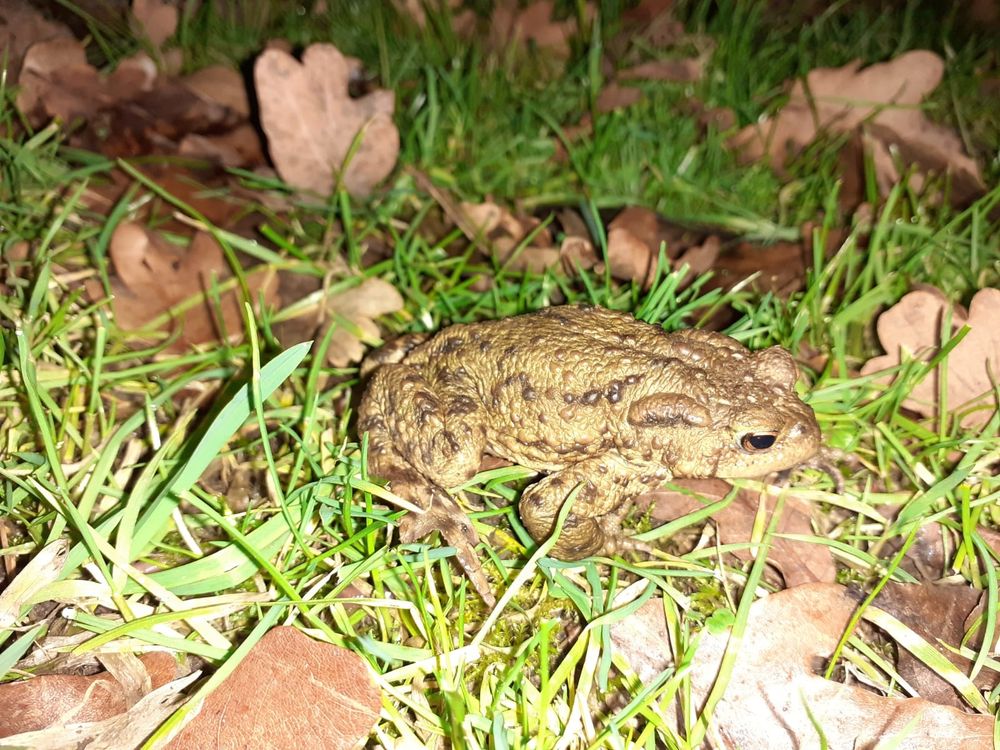 Male Common Toad