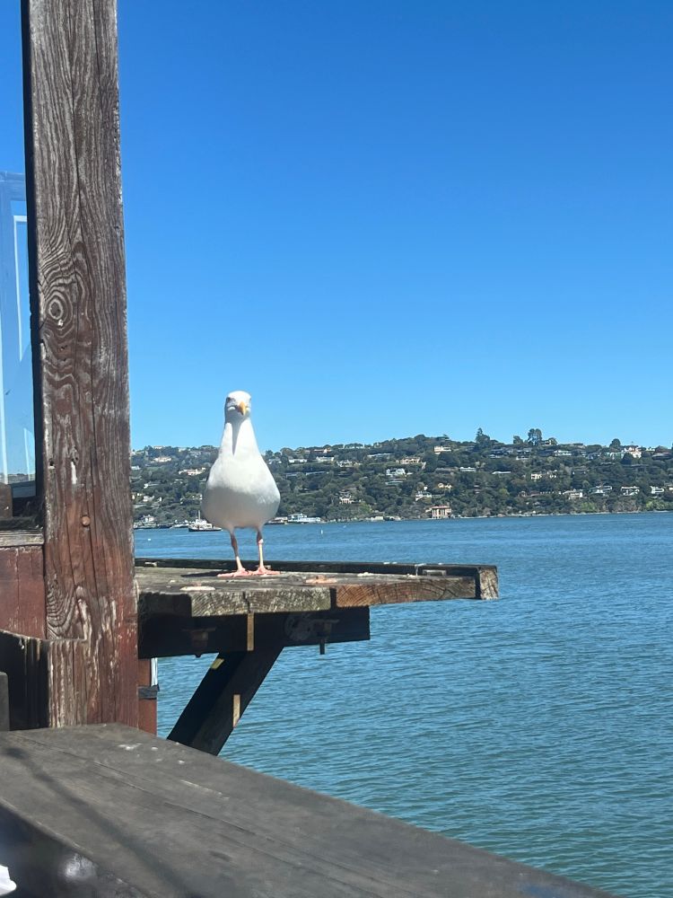 Seagull standing on wood with water in background
