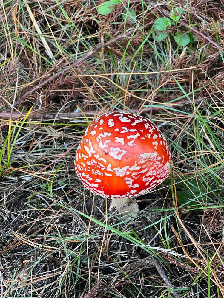 Bright red mushroom with white markings nestled in pine needles