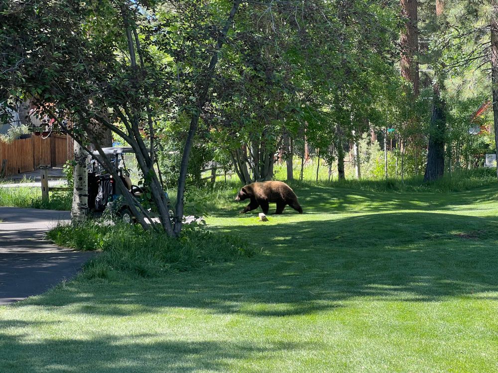 Bear walking across a golf green