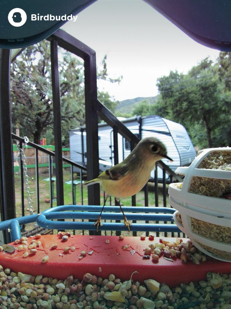 Ruby-Crowned Kinglet eating suet from a bird feeder