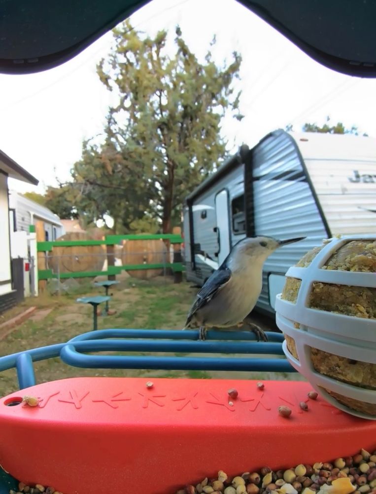 A White-Breasted Nuthatch perched on a bird feeder eating seeds. It has dark blue feathers down in back and tail, with pure white feathers on its face and belly.