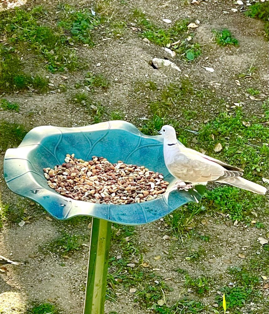 Eurasian Collard Dove perched on the edge of a birdbath feeder. Grey and white feathers, with a defined black “collar” around the back of the neck.