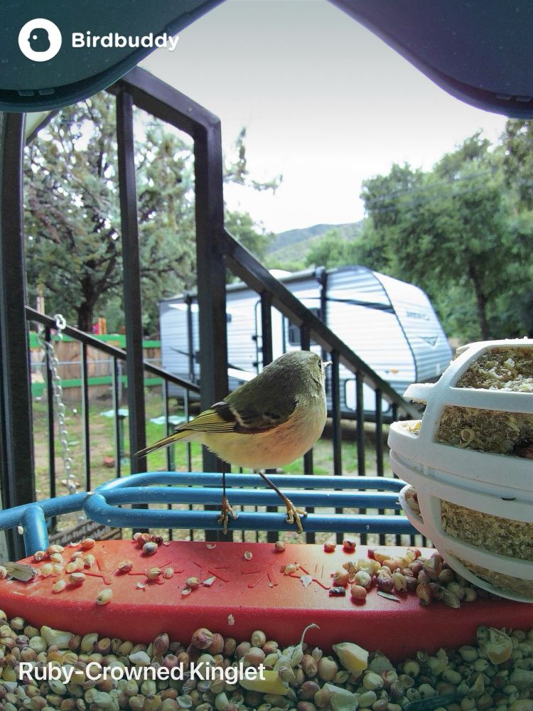 Ruby-Crowned Kinglet eating suet from a bird feeder