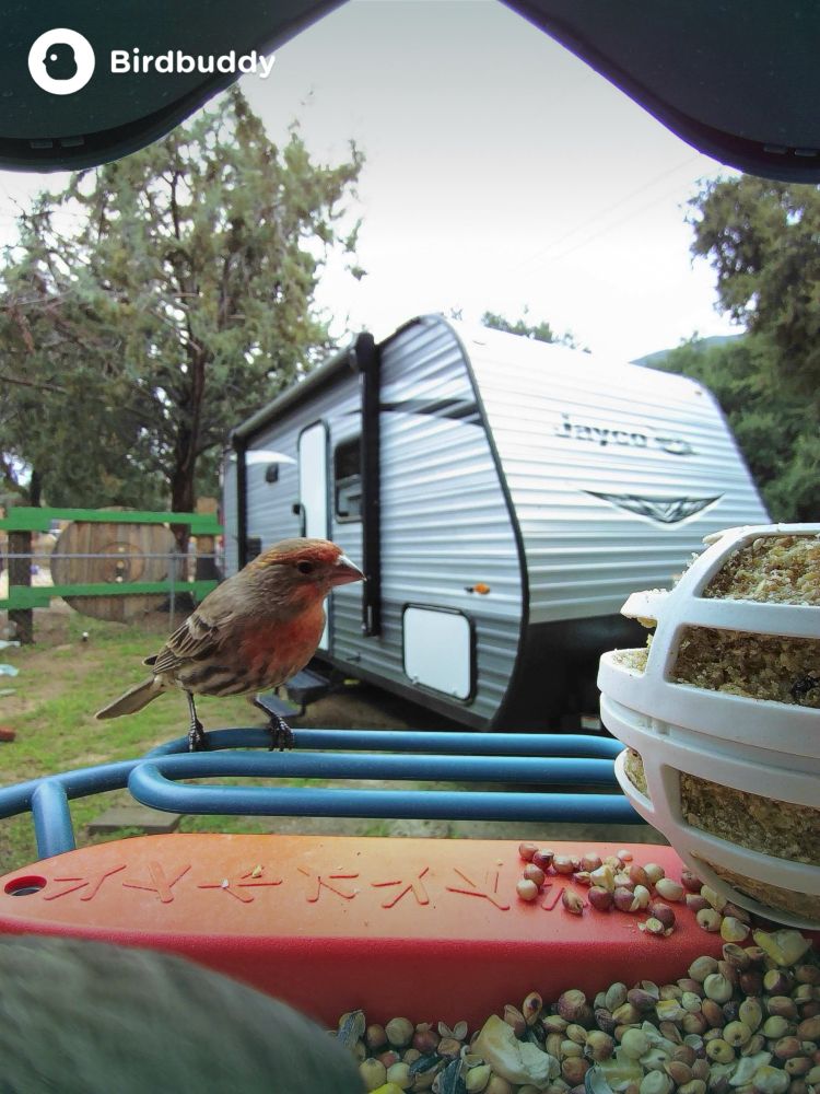 House Finch with red feathers