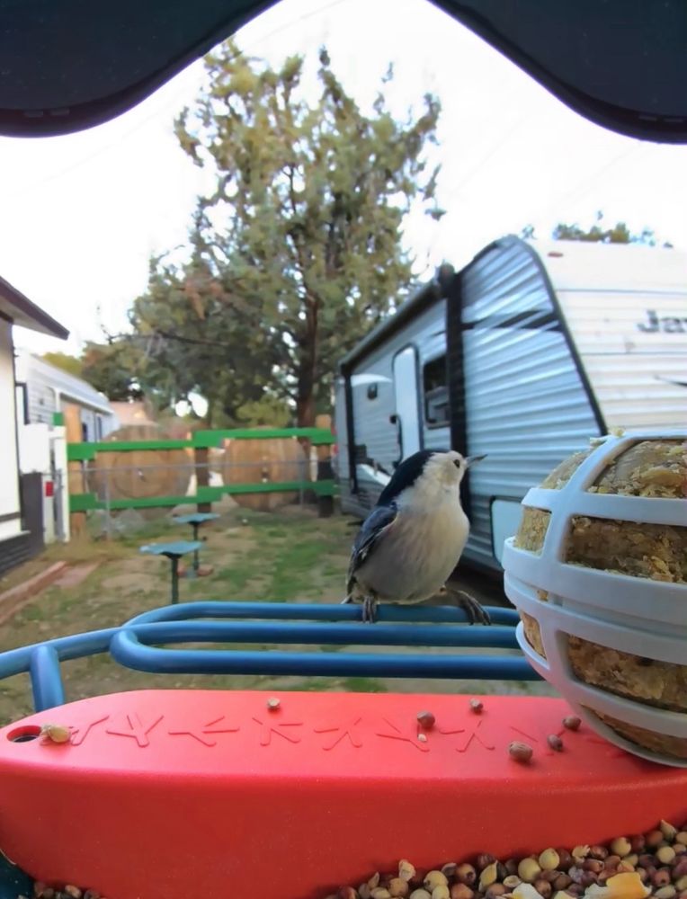 A White-Breasted Nuthatch perched on a bird feeder eating seeds. It has dark blue feathers down in back and tail, with pure white feathers on its face and belly.