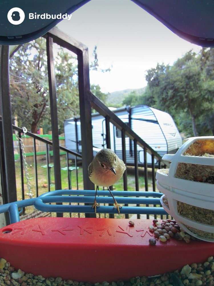 Ruby-Crowned Kinglet eating suet from a bird feeder