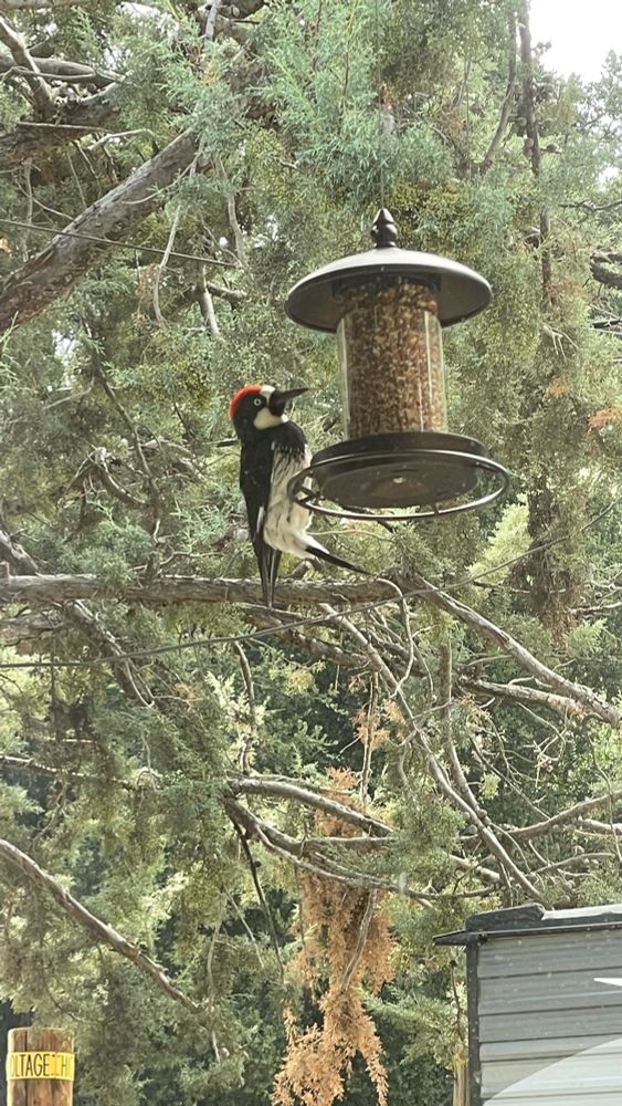 Acorn Woodpecker feeding from a hanging feeder.