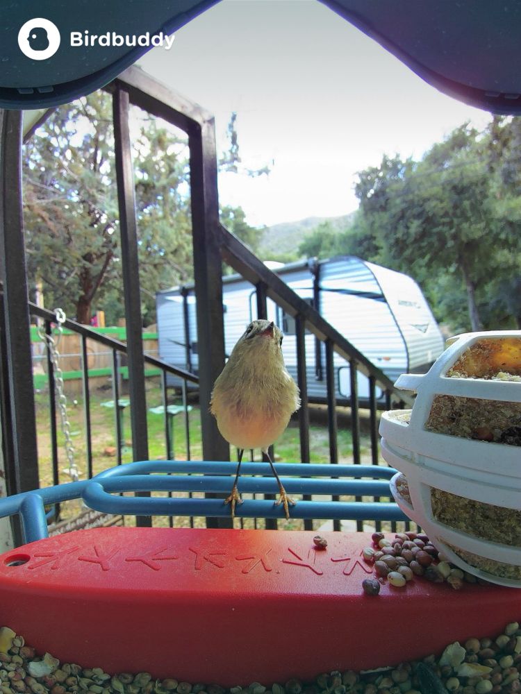 Ruby-Crowned Kinglet eating suet from a bird feeder