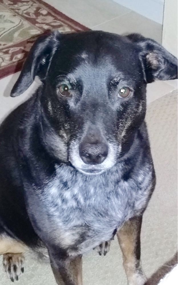 My beautiful black lab/aussie girl, Missy.
