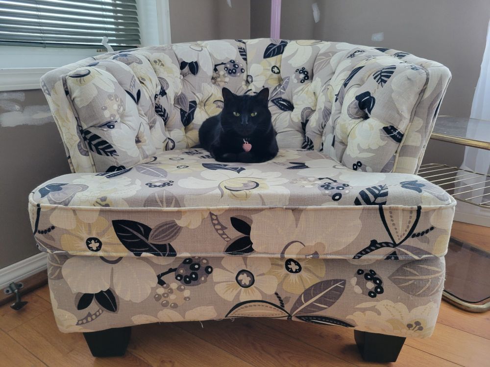 A small black cat is loafing in the center of a big, round chair with a grey, cream and white floral pattern. She is looking right at the camera. The cat is wearing a collar with a pink tag.