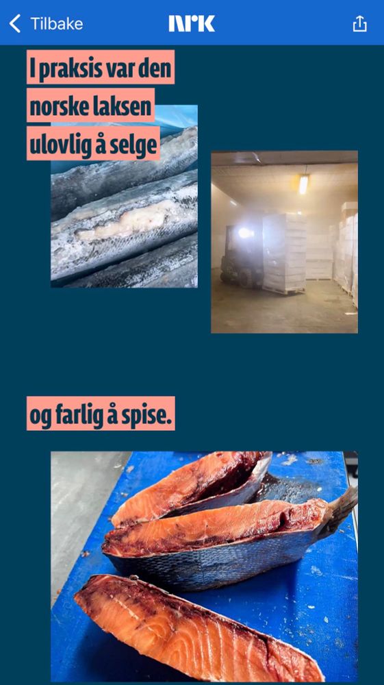 Skjermdump NRK: 

https://www.nrk.no/dokumentar/xl/lakseeksportor-forfalsket-etiketter_-sendte-fisk-med-sar-og-skader-ulovlig-ut-av-landet-1.17611318 

Hva skjer når velferden til laksen går ned, og andelen fisk med sår og skader går opp?

I takt med denne utviklingen, har flere små selskap langs kysten opplevd en oppsiktsvekkende stor vekst.

De er laksetradere – et mellomledd i en bransje som i sum flytter laks for milliarder hver uke.

De kjøper fra oppdrettere og andre tradere. Så selger de fisken ut av landet – med fortjeneste.