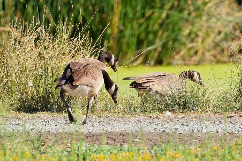 Geese at a local pond. The line of sight makes two of them line up and appear to be a single two-headed, three-legged goose. Silly geese!