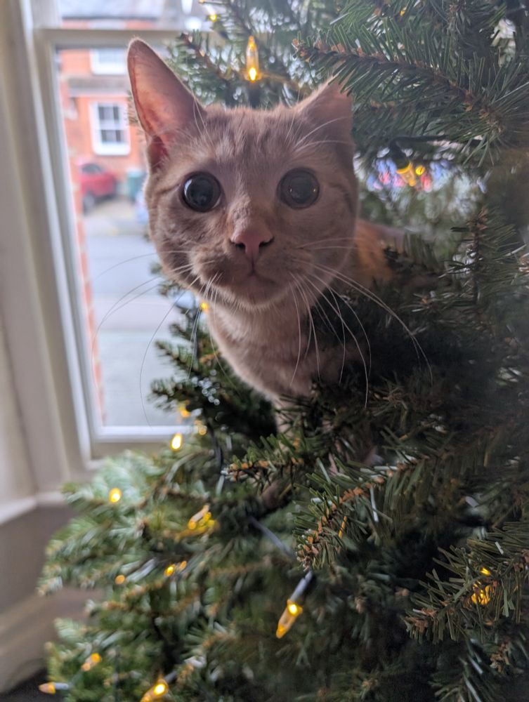 Young ginger tom staring directly in to the camera, pupils black as coal, cat is sitting in the Christmas Tree amongst the branches and the Christmas lights.