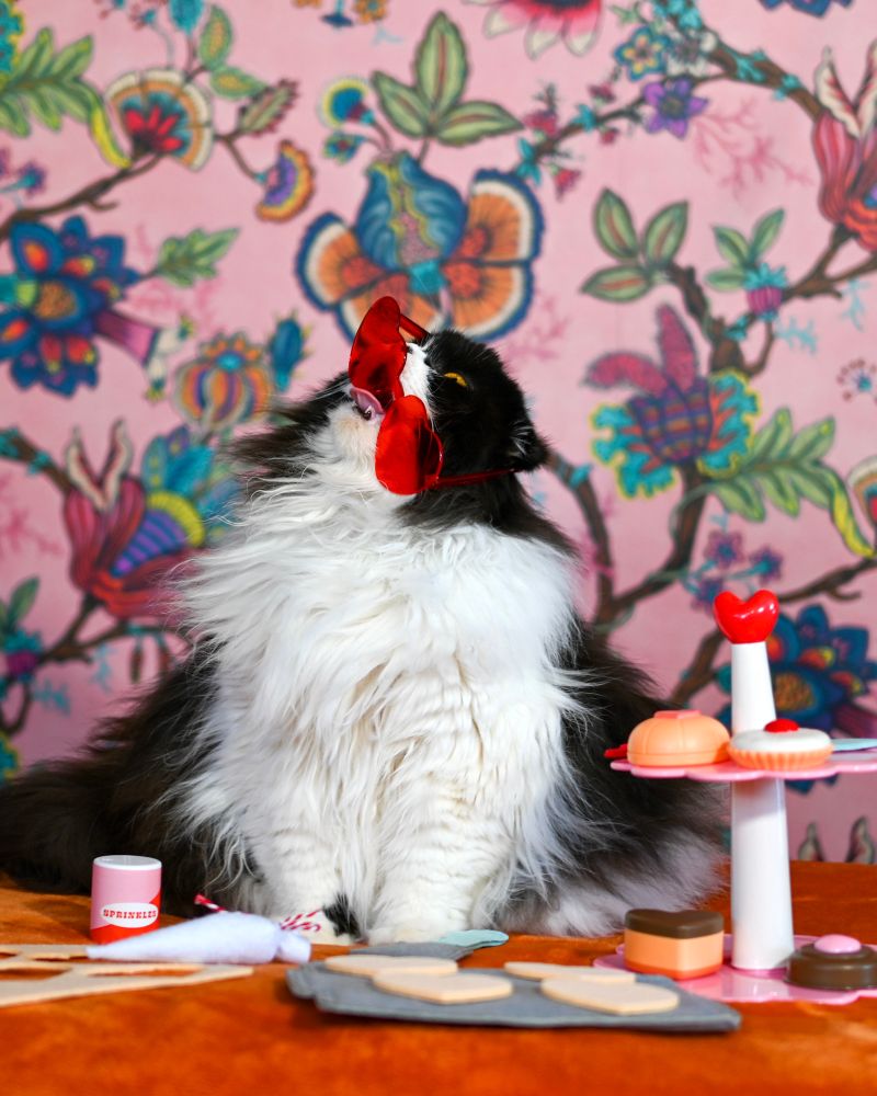 Fat black and white cat chomping in heart shaped sunglasses 