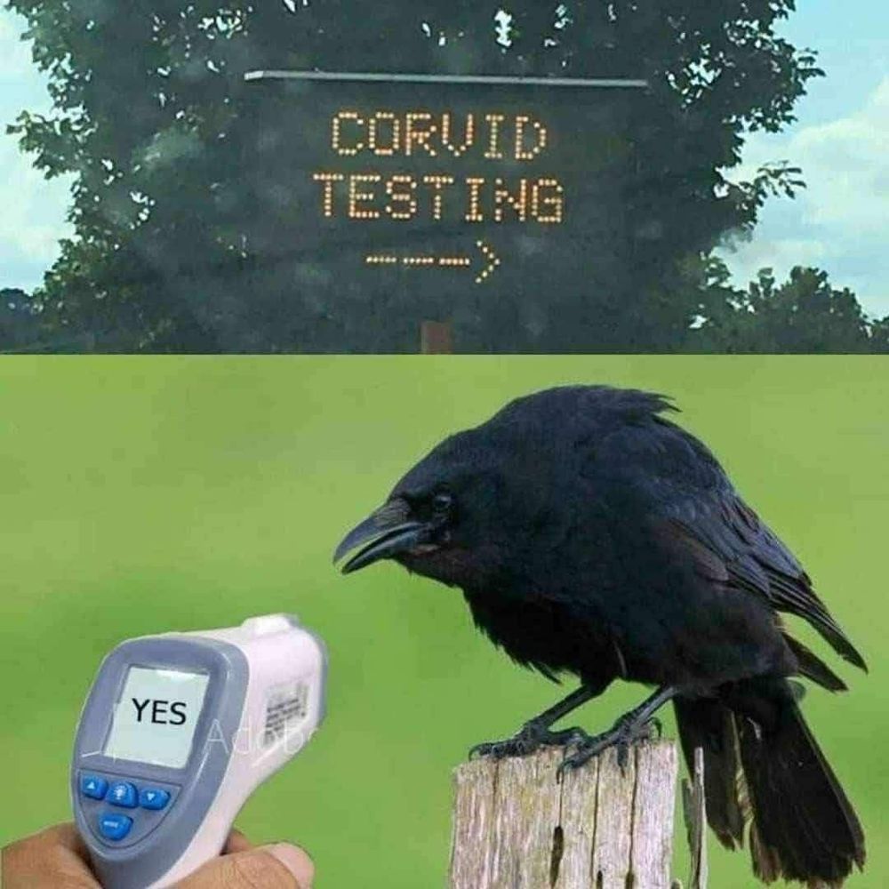 The first pic is a sign that says covid testing but the sign has a typo so it says corvid testing. The second picture is a crow on a post looking all ruffled and a hand is in view with some sort of testing equipment pointed at the crow, with the readout just saying "yes"