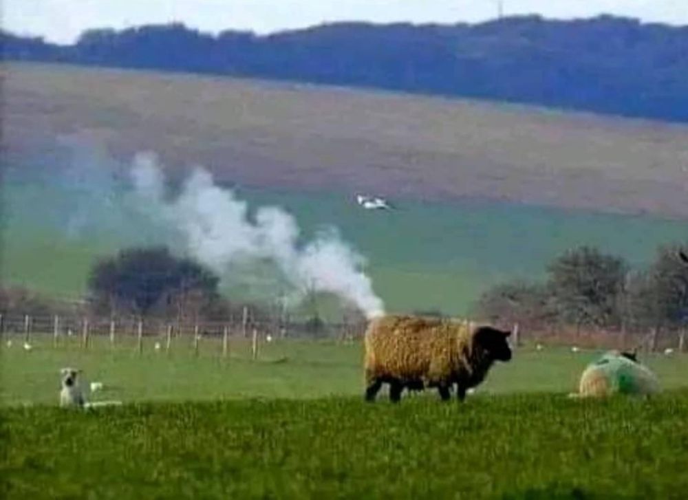 It's a sheep with a black face and white wool standing in a field with a high-rising hill behind them. And the perspective obscures a house behind the sheep--but the smoke rising from the chimney can be seen, so the sheep looks like it is smoking
