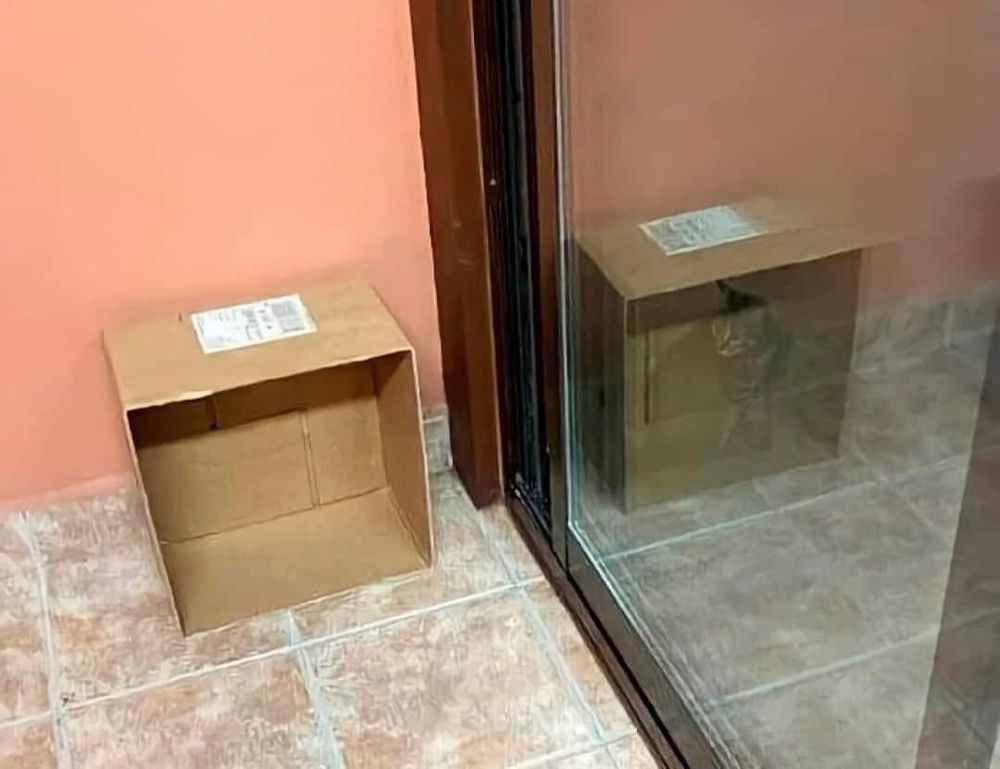 It's a sliding glass door in a kitchen and on one side there's an empty box but it is lying on its side so that it's open. Face is tipped over. Then outside there is a cat sitting outdoors, looking inside, but the way the picture is composed the reflection of the box superimposes on the cat. So in one of the reflections it looks like the cat is in the box and the other box is empty