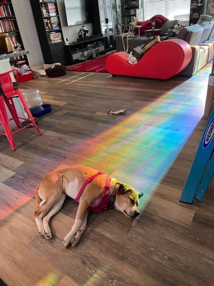 A sleepy puppy on the floor, and the sunlight coming through the windows is refracted wonderfully so it looks like God is shining a rainbow down into the dog and just the dog