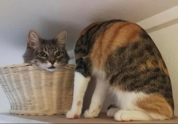 Two cats with very similar coloring. One has got its head peaked out of a basket and the other one's head is invisible so it sort of looks like the cat is had its head chopped off