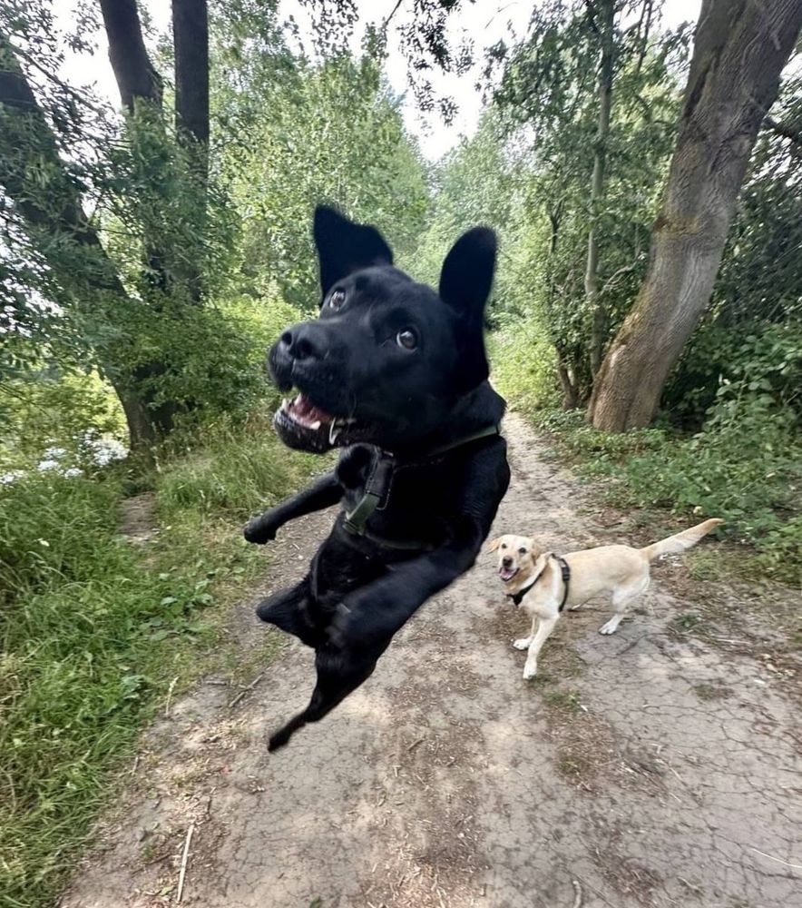 A dog in midair leaping at the camera giving the picture a fish eyed look, the dog is a black lab and while mid air is spiking the camera, with another white lab looking on in wonder