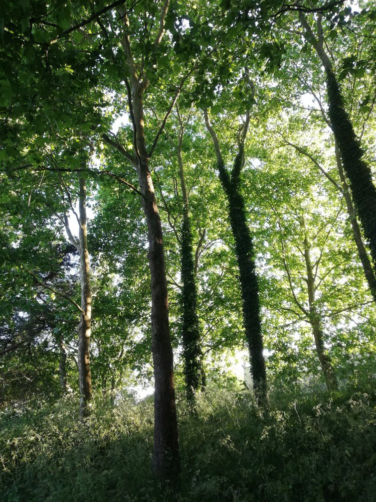 Picture of trees in the sunlight