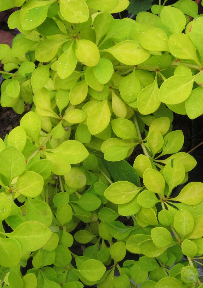 Top view of berberis with small oval leaves that are a vivid lime green.
