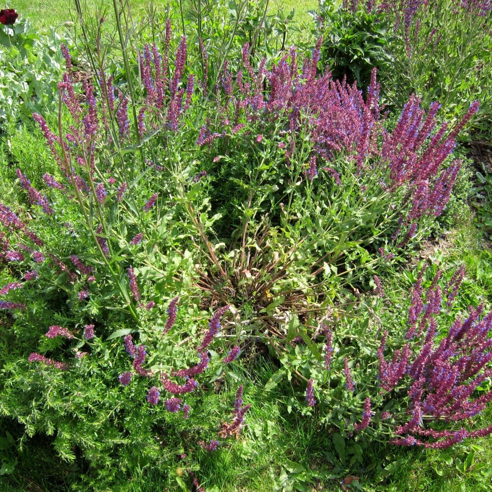 Salvia nemorosa plant. Spikes of purple flowers. The stems have collapsed outwards leaving an open centre and it looks untidy.