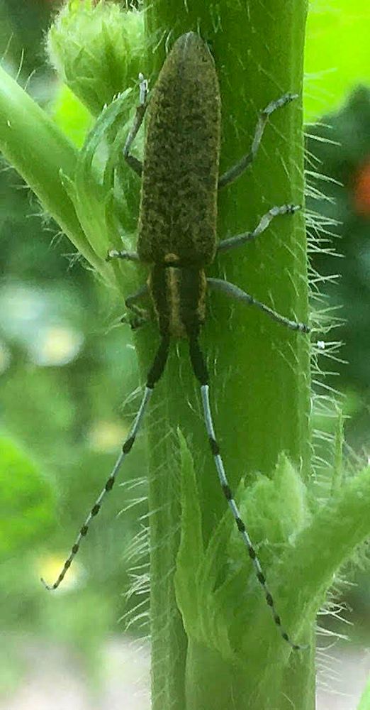 Golden bloomed grey longhorn beetle. It has very long black and white striped antennae. It does not seem very golden bloomed.