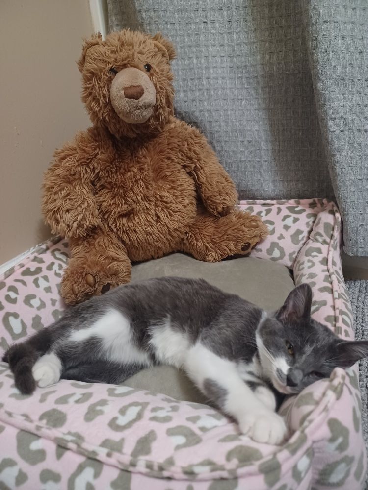 A grey and white kitten, about 3 months old. She is snuggled into a pink cat bed with a grey leopard pattern. In the background is a large brown teddy bear.