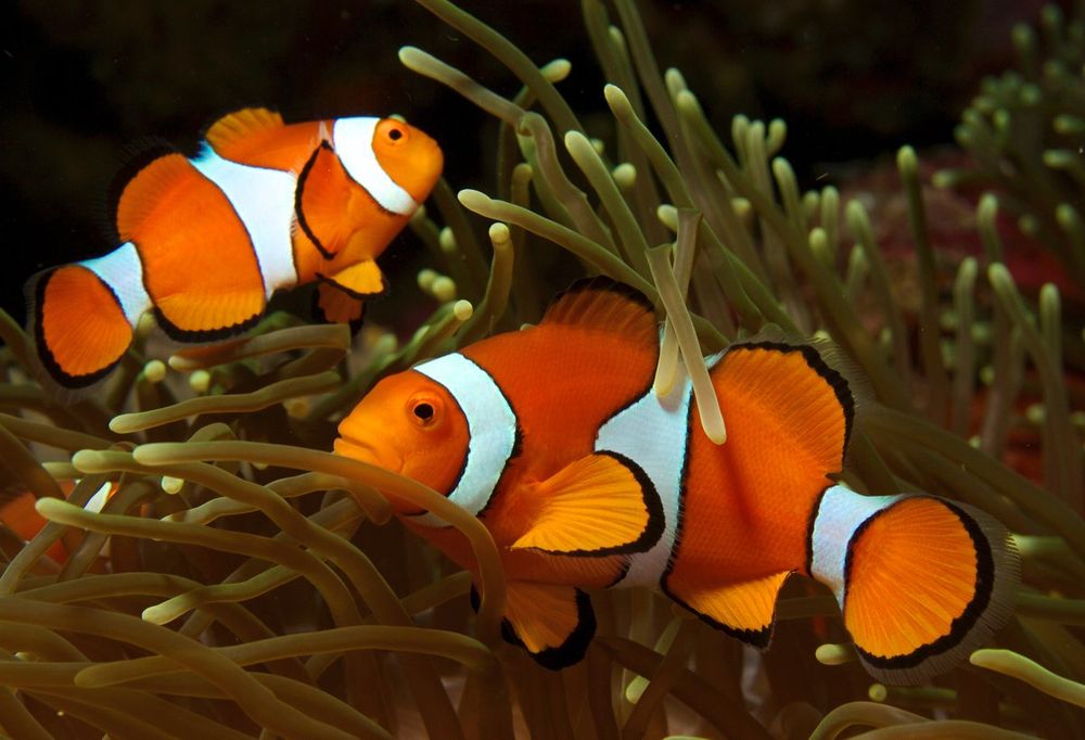 Image of clown anemonefish.