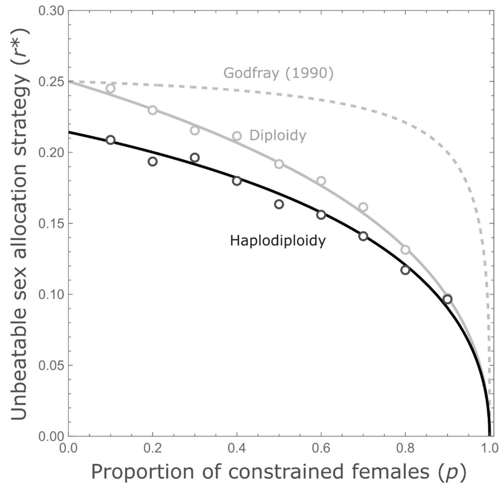 Figure 1. Unbeatable sex allocation strategy of unconstrained females (r*) as a function of proportion of constrained females (p) under local mate competition with two foundresses colonising the patch. Shown are the result for Godfray’s (1990) erroneous diploidy solution (dashed grey line), our corrected diploidy solution (solid grey line), and our haplodiploidy solution (solid black line). Overlaid are results from individual-based simulations (discs).